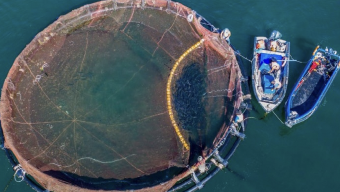 Redes de cobre frente a polietileno en la acuicultura mediterránea: ¿Un paso hacia la sostenibilidad?